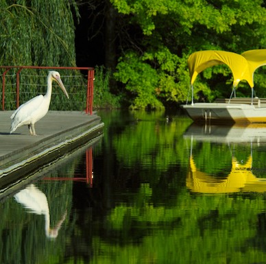 Ein Pelikan, der auf dem Steg am Kutzerweiher steht, im Hintergrund eine Gondoletta