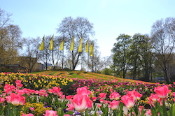 Rosafarbene Tulpenblüten auf einer Grünen wiese, im Hintergrund Fahnenmaste, an denen die Fahnen des Luisenparks wehen