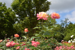 Rosa-orange blühende Rosen