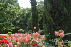 Rosafarbene Rosenblüten, im Hintergrund ein Wald